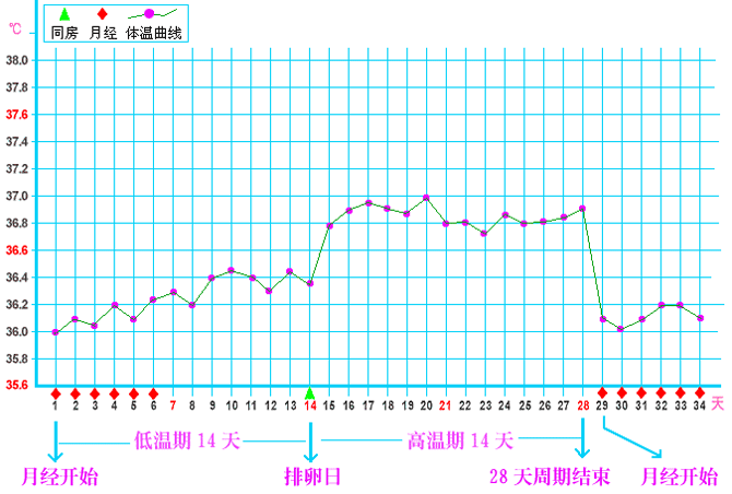 有正常排卵的曲线图